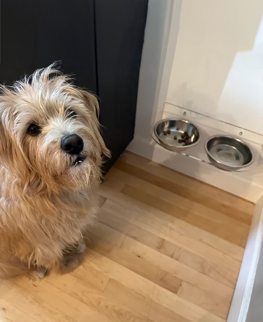 Şeffaf Pleksi Duvara Sabitlenen Mama Kabı İsme Özel