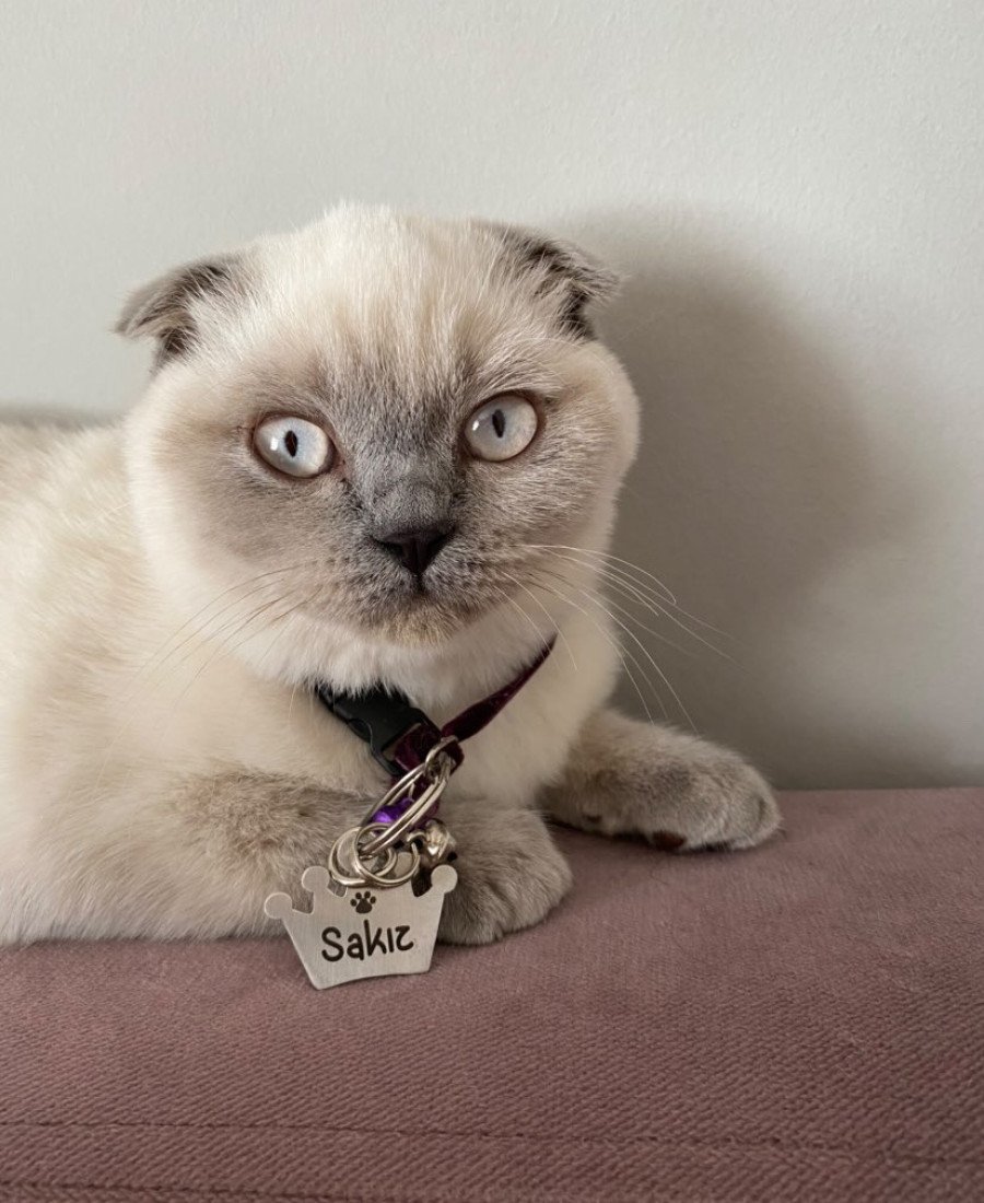 Kral Taç Metal Kedi Köpek Künyesi Paslanmaz Çelik