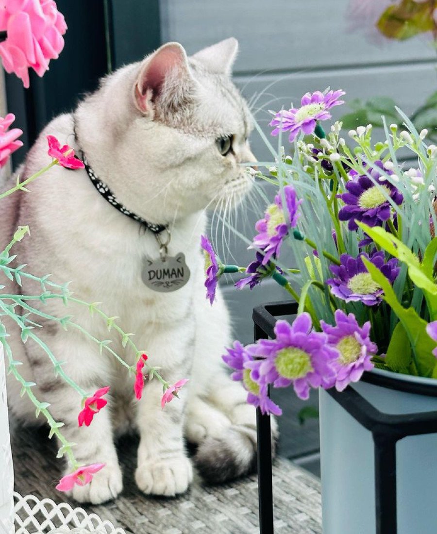 Metal Kedi Künyesi Paslanmaz Çelik