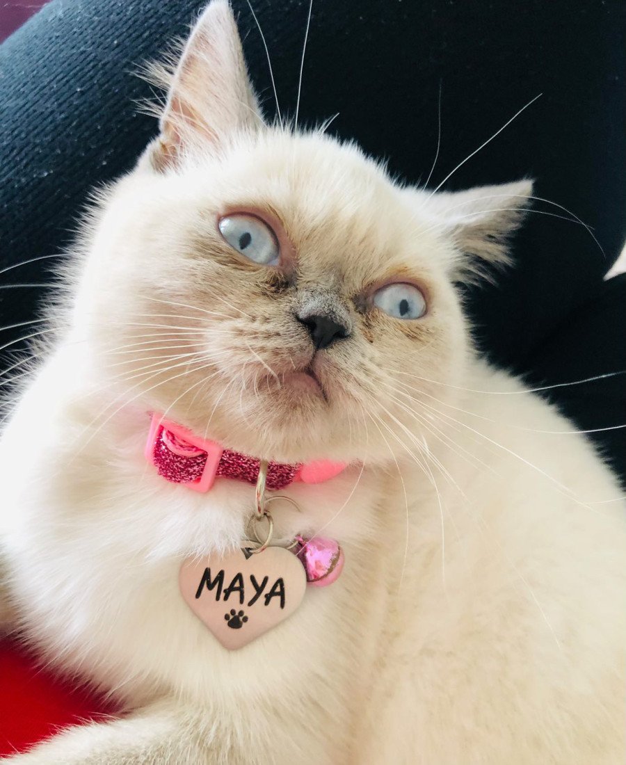 Kalp Metal Kedi Köpek Künyesi Paslanmaz Çelik