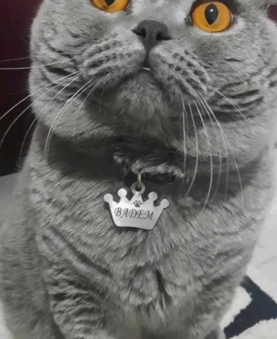 Kral Taç Metal Kedi Köpek Künyesi Paslanmaz Çelik