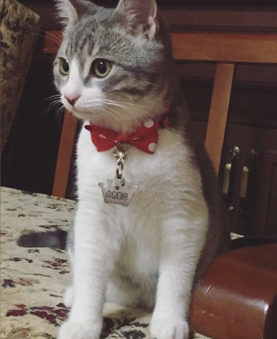 Kral Taç Metal Kedi Köpek Künyesi Paslanmaz Çelik