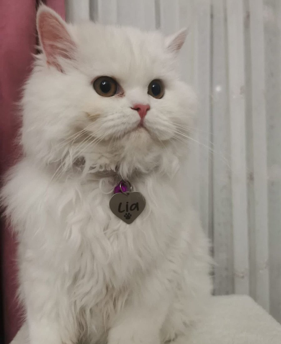 Kalp Metal Kedi Köpek Künyesi Paslanmaz Çelik