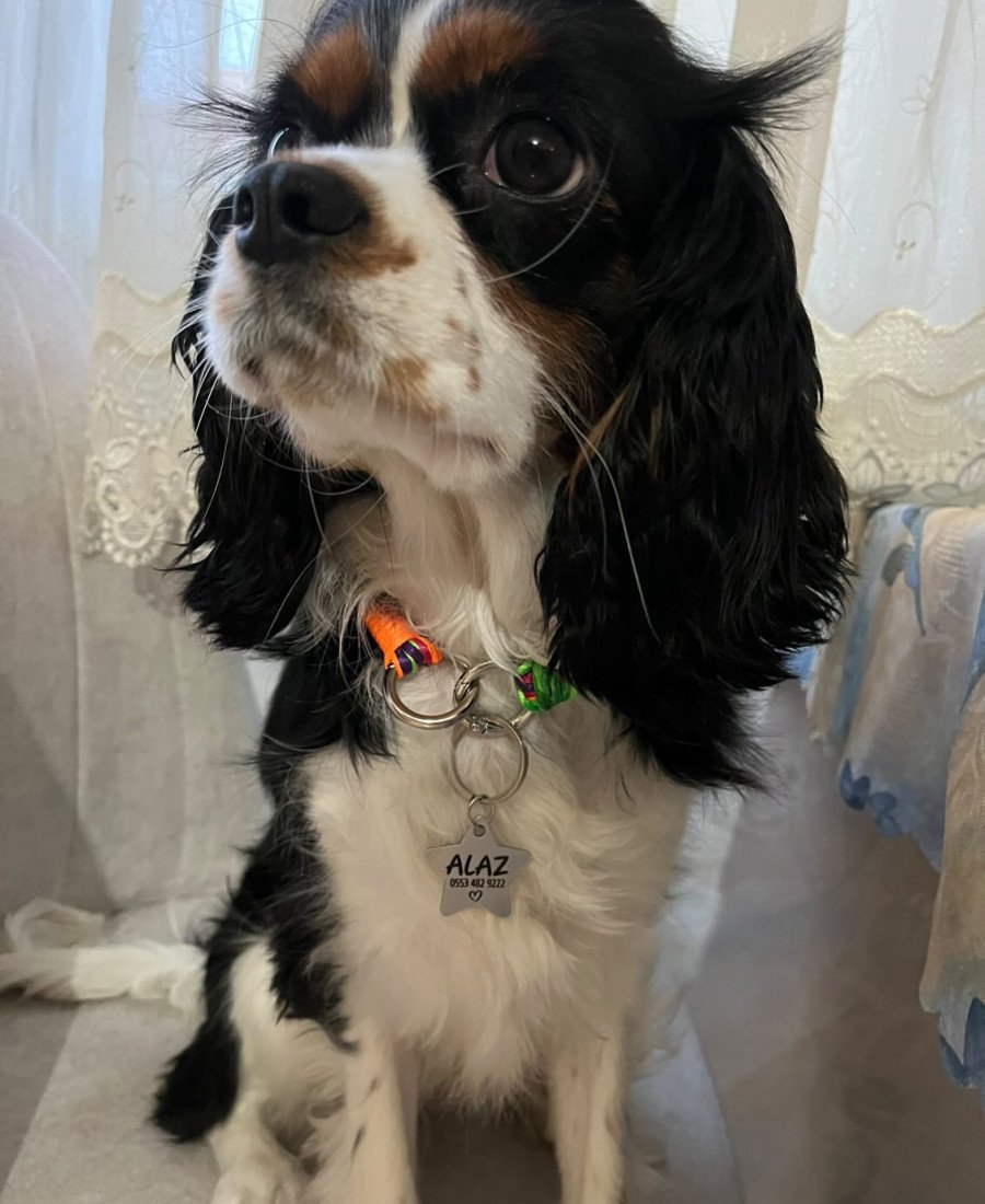 Yıldız Metal Kedi Köpek Künyesi Paslanmaz Çelik