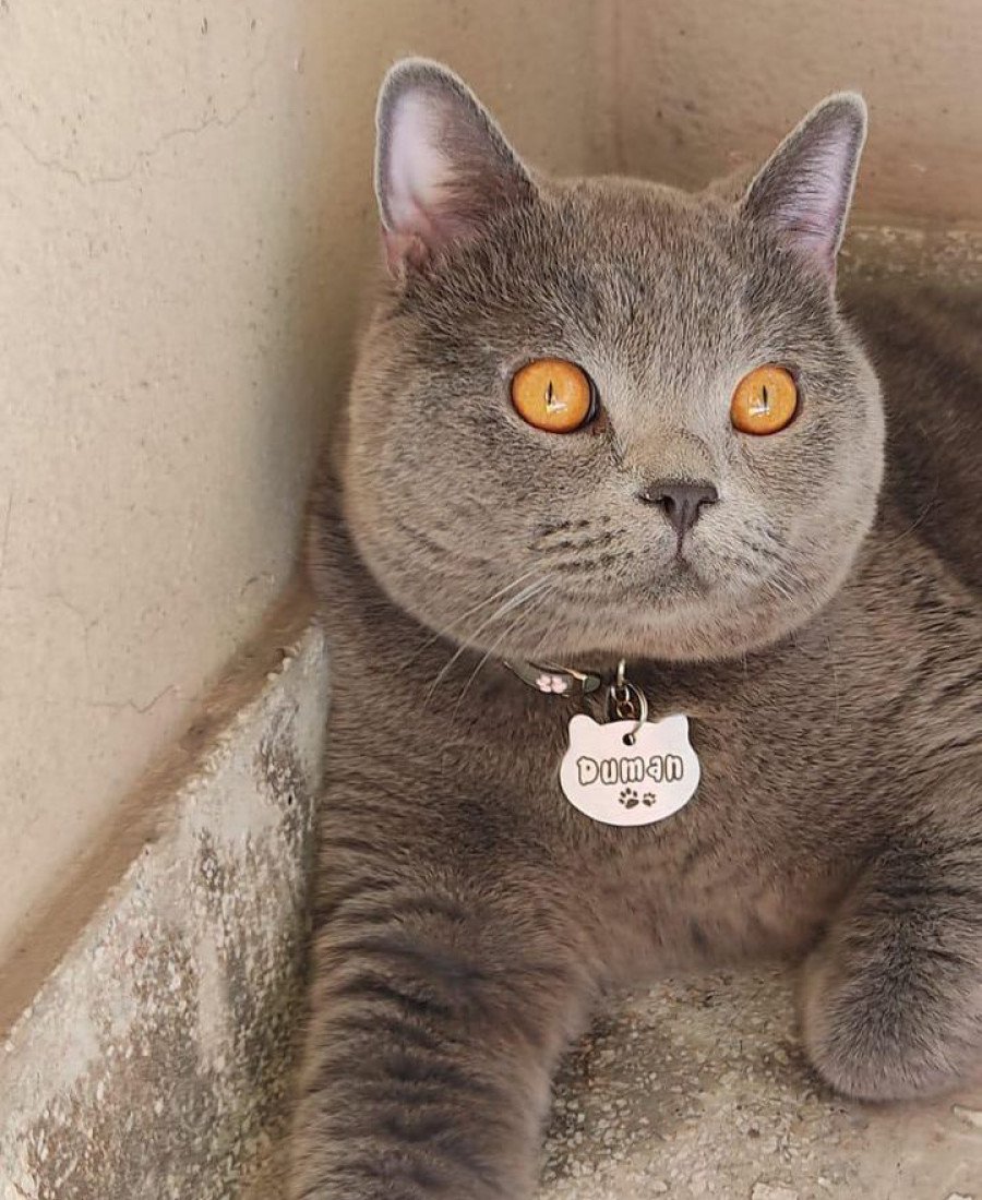 Metal Kedi Künyesi Paslanmaz Çelik