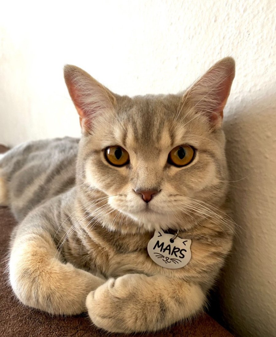 Kediler İçin Metal Künye ve Açık Pembe Tasma