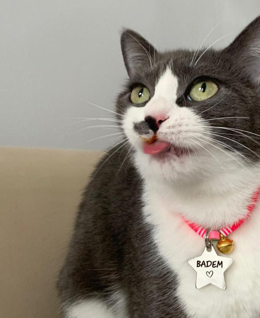 Yıldız Metal Kedi Köpek Künyesi Paslanmaz Çelik