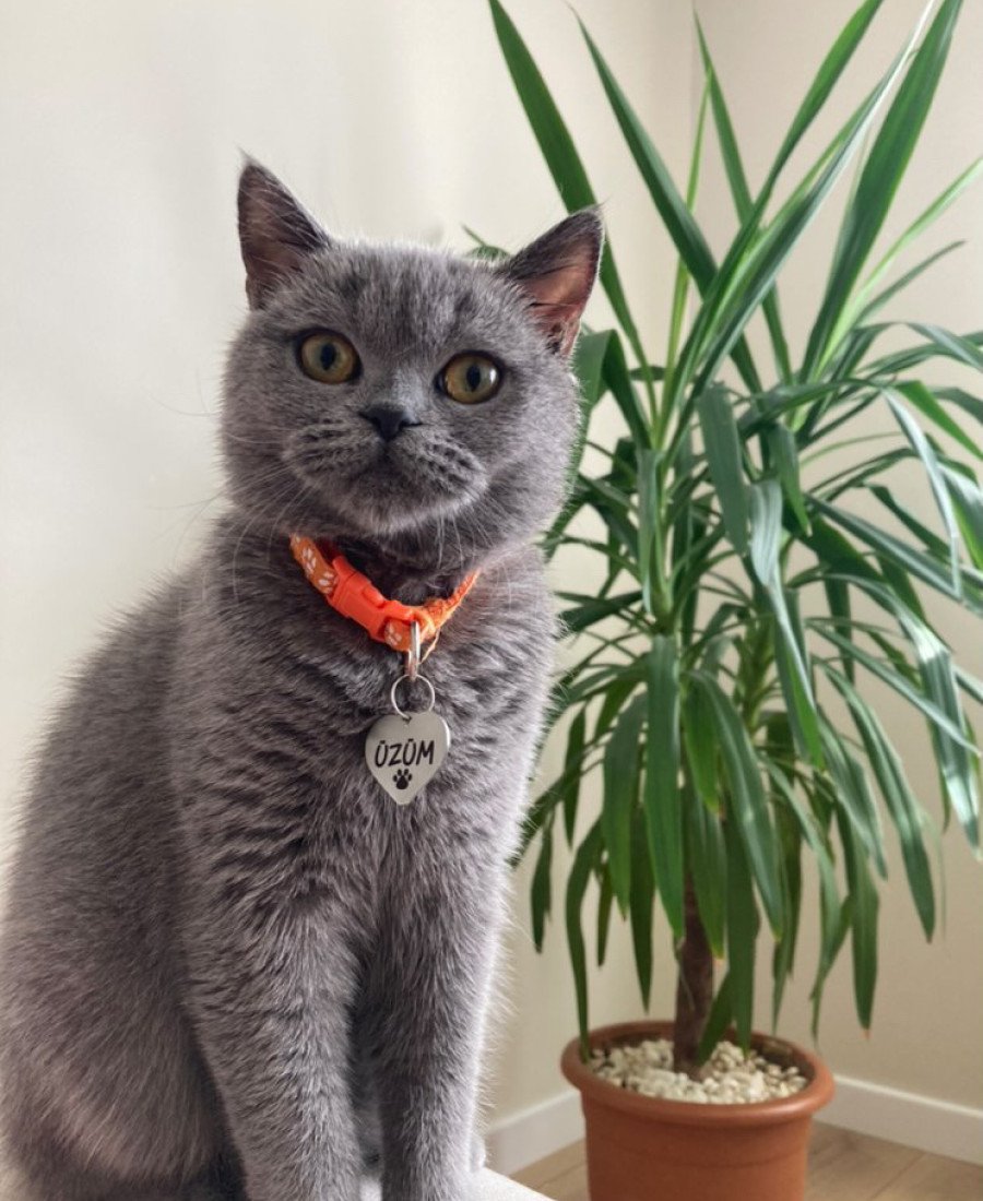 Kalp Metal Kedi Köpek Künyesi Paslanmaz Çelik