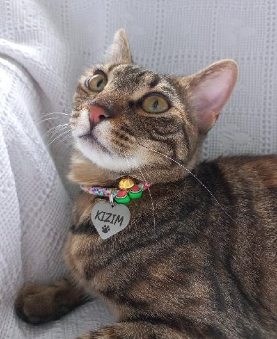 Kalp Metal Kedi Köpek Künyesi Paslanmaz Çelik