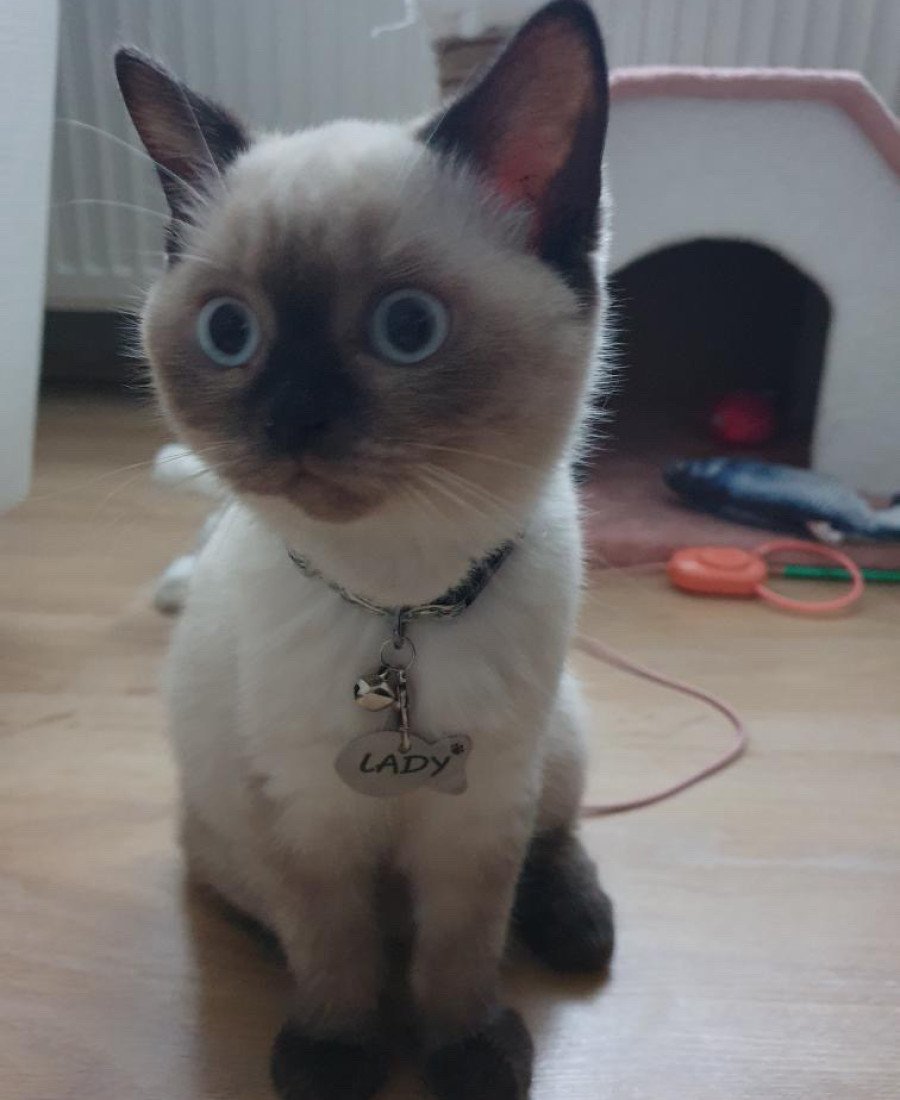 Balık Metal Kedi Köpek Künyesi Paslanmaz Çelik