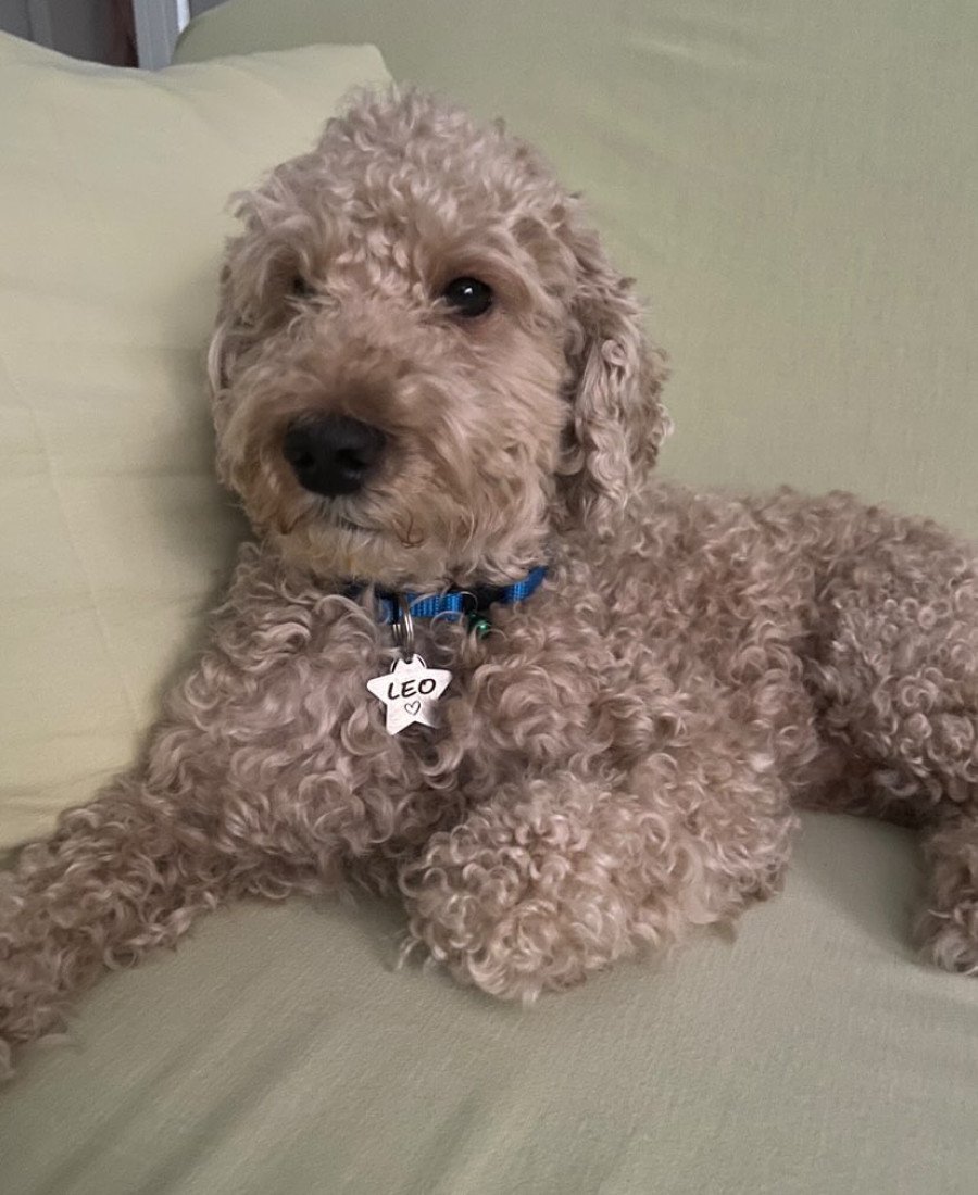 Yıldız Metal Kedi Köpek Künyesi Paslanmaz Çelik