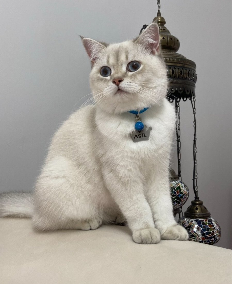 Kral Taç Metal Kedi Köpek Künyesi Paslanmaz Çelik