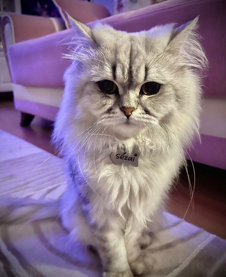 Balık Metal Kedi Köpek Künyesi Paslanmaz Çelik