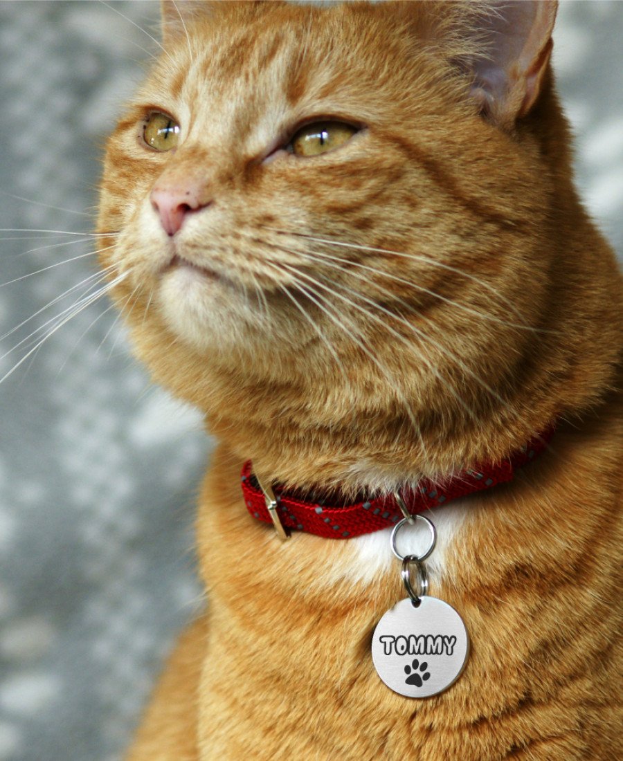 Yuvarlak Metal Kedi Köpek Künyesi Paslanmaz Çelik 02