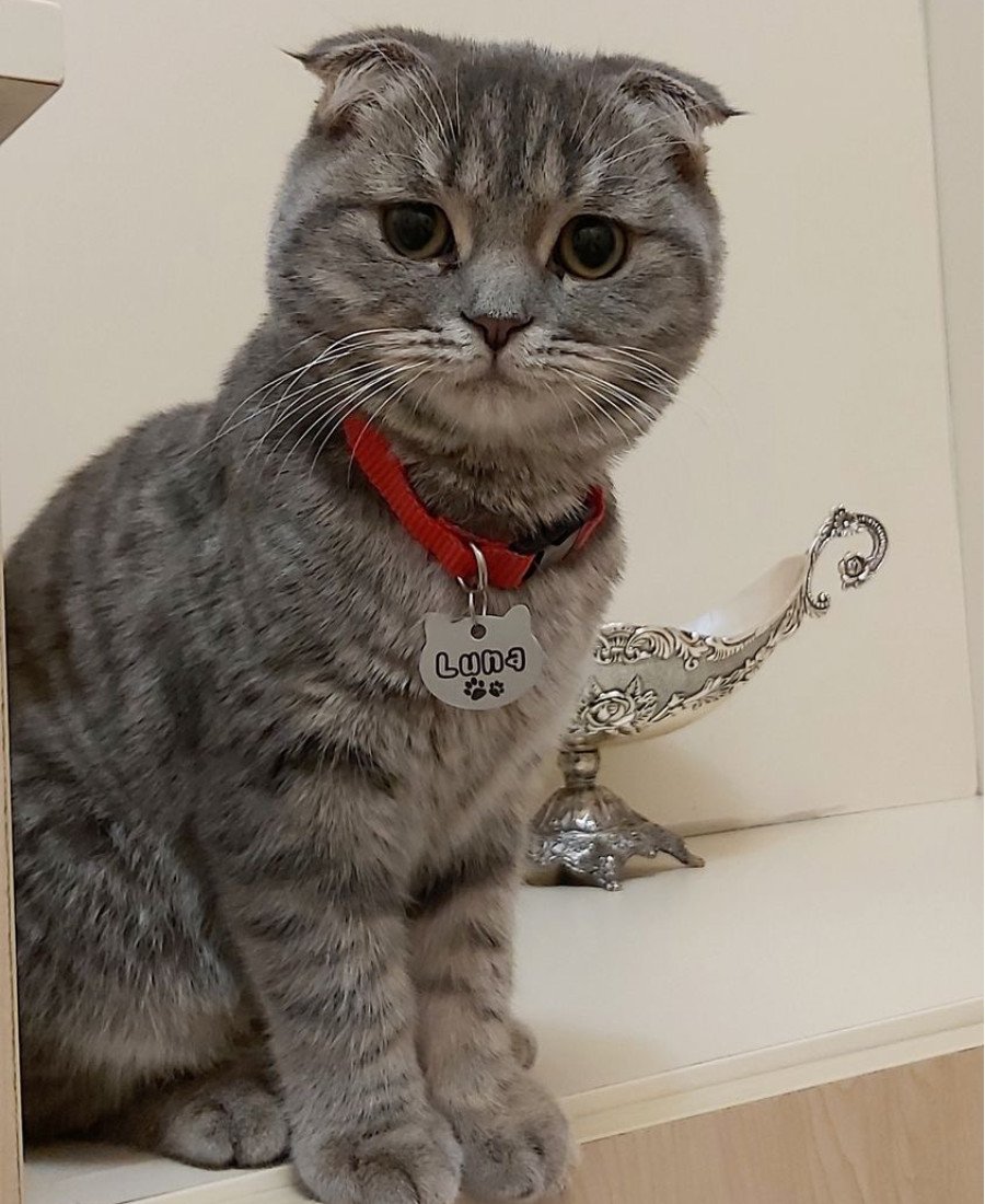 Metal Kedi Künyesi Paslanmaz Çelik 02