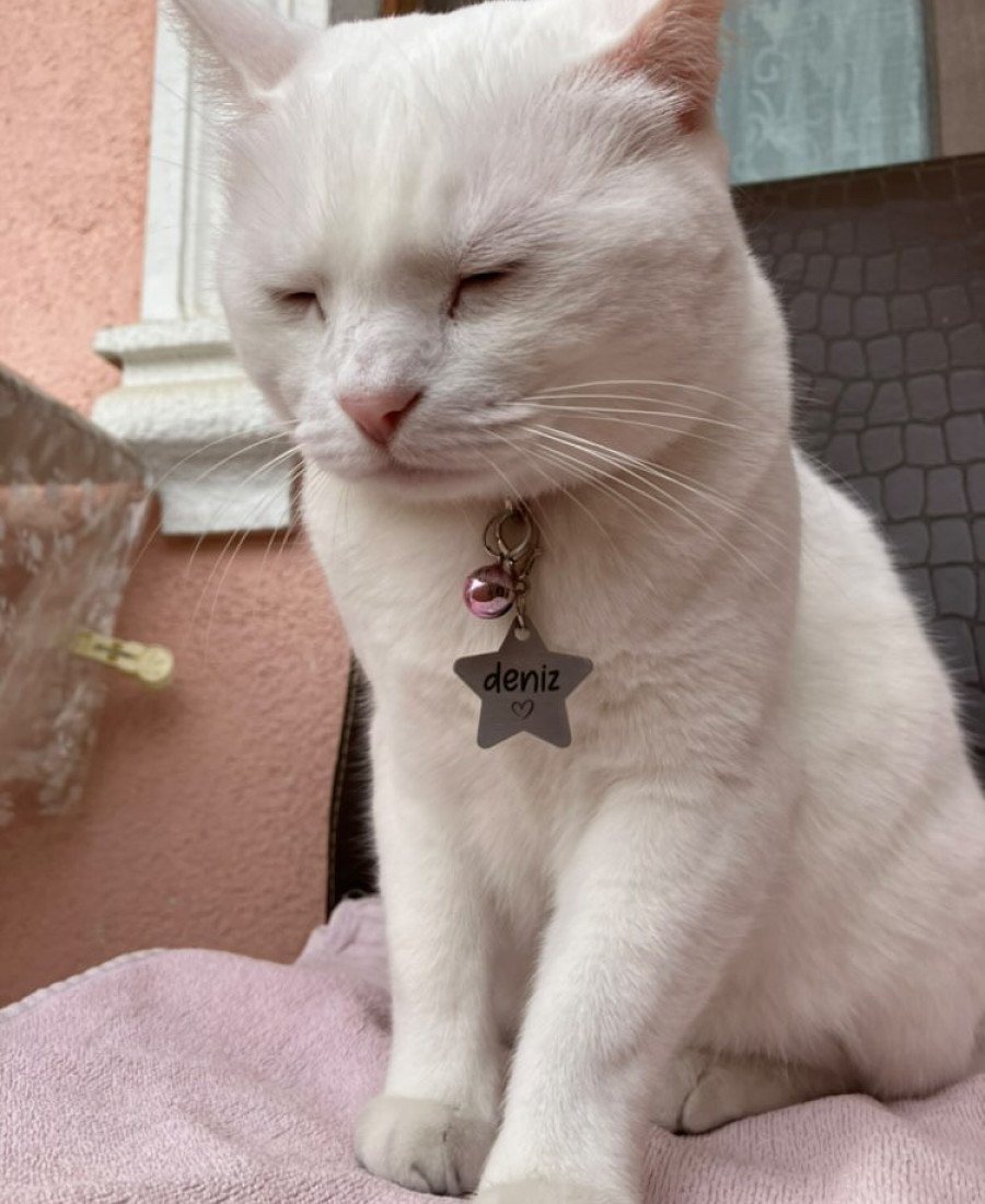 Yıldız Metal Kedi Köpek Künyesi Paslanmaz Çelik