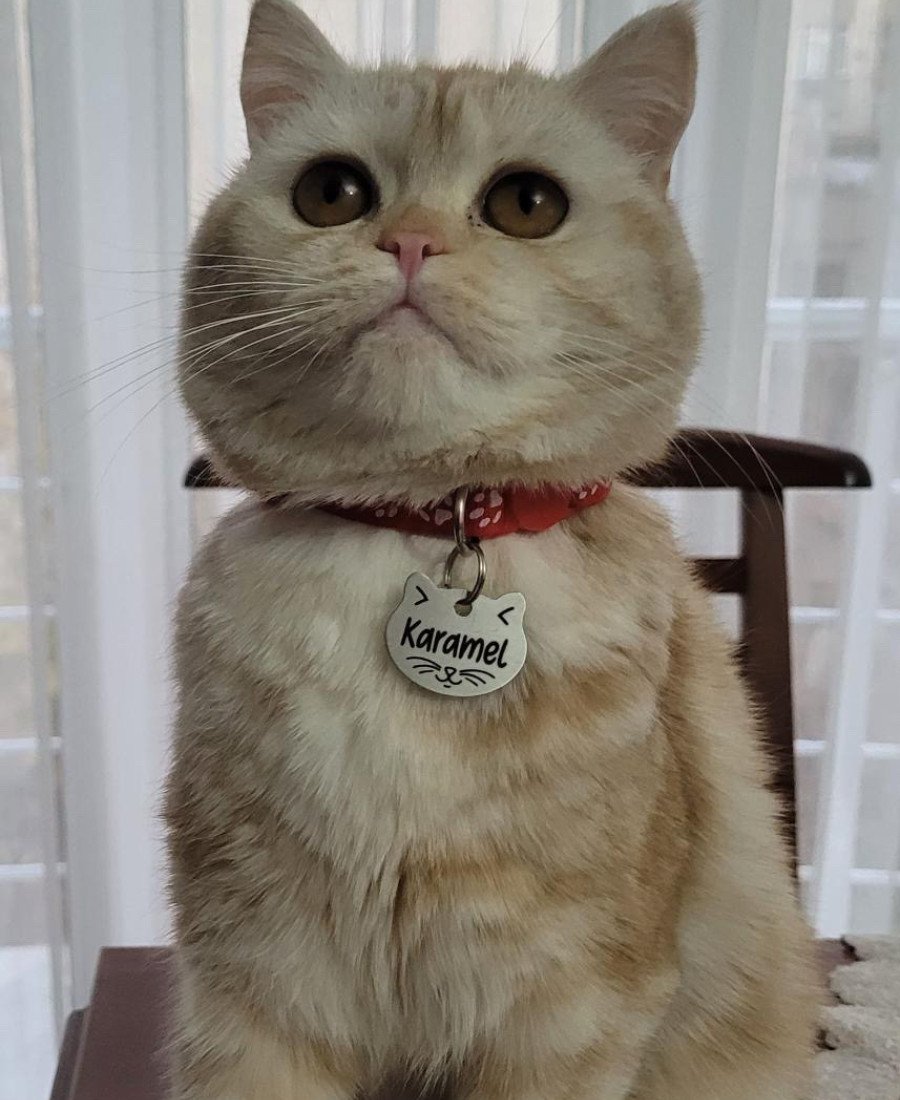 Metal Kedi Künyesi Paslanmaz Çelik