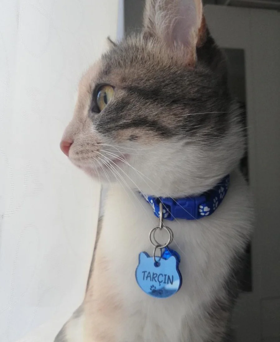 Kediler İçin Pleksi Künye ve Tasma Seti Mavi Kediler İçin Pleksi Künye ve Tasma Seti Mavi