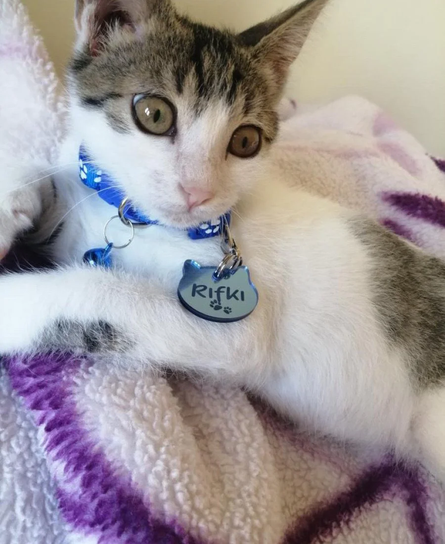 Kediler İçin Pleksi Künye ve Tasma Seti Mavi Kediler İçin Pleksi Künye ve Tasma Seti Mavi