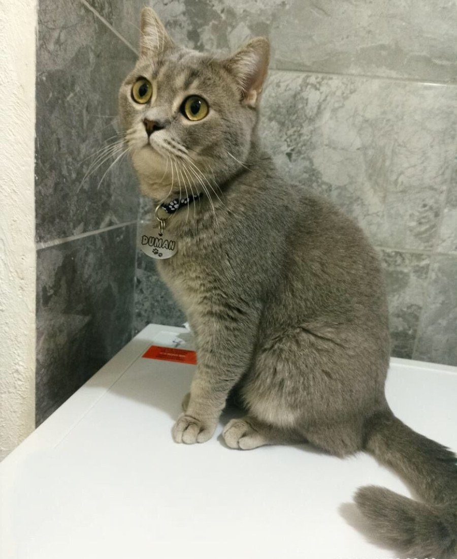 Metal Kedi Künyesi Paslanmaz Çelik 02