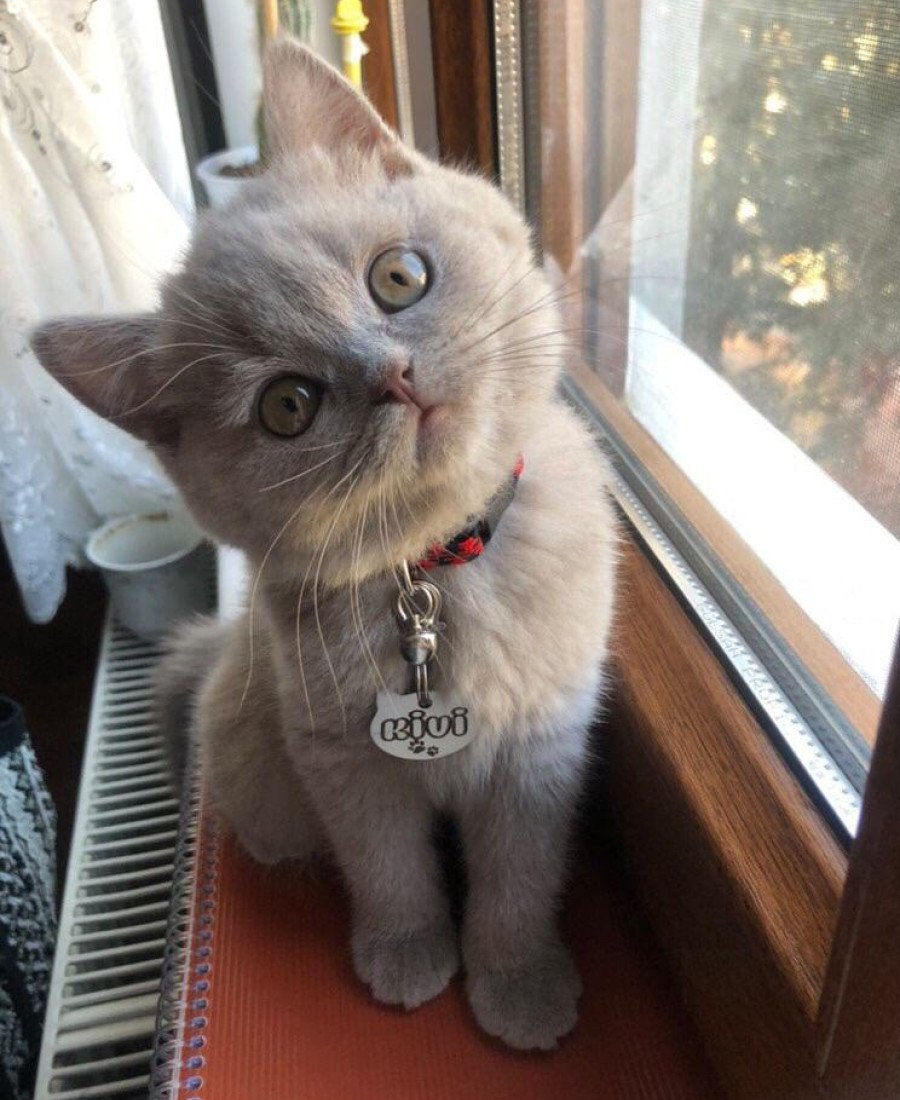 Metal Kedi Künyesi Paslanmaz Çelik 02