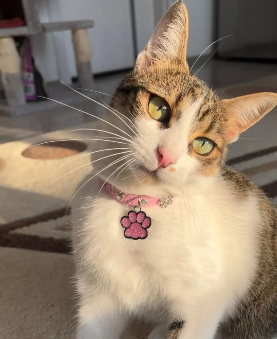 Pati Simli Gold Parlak Metal Künye