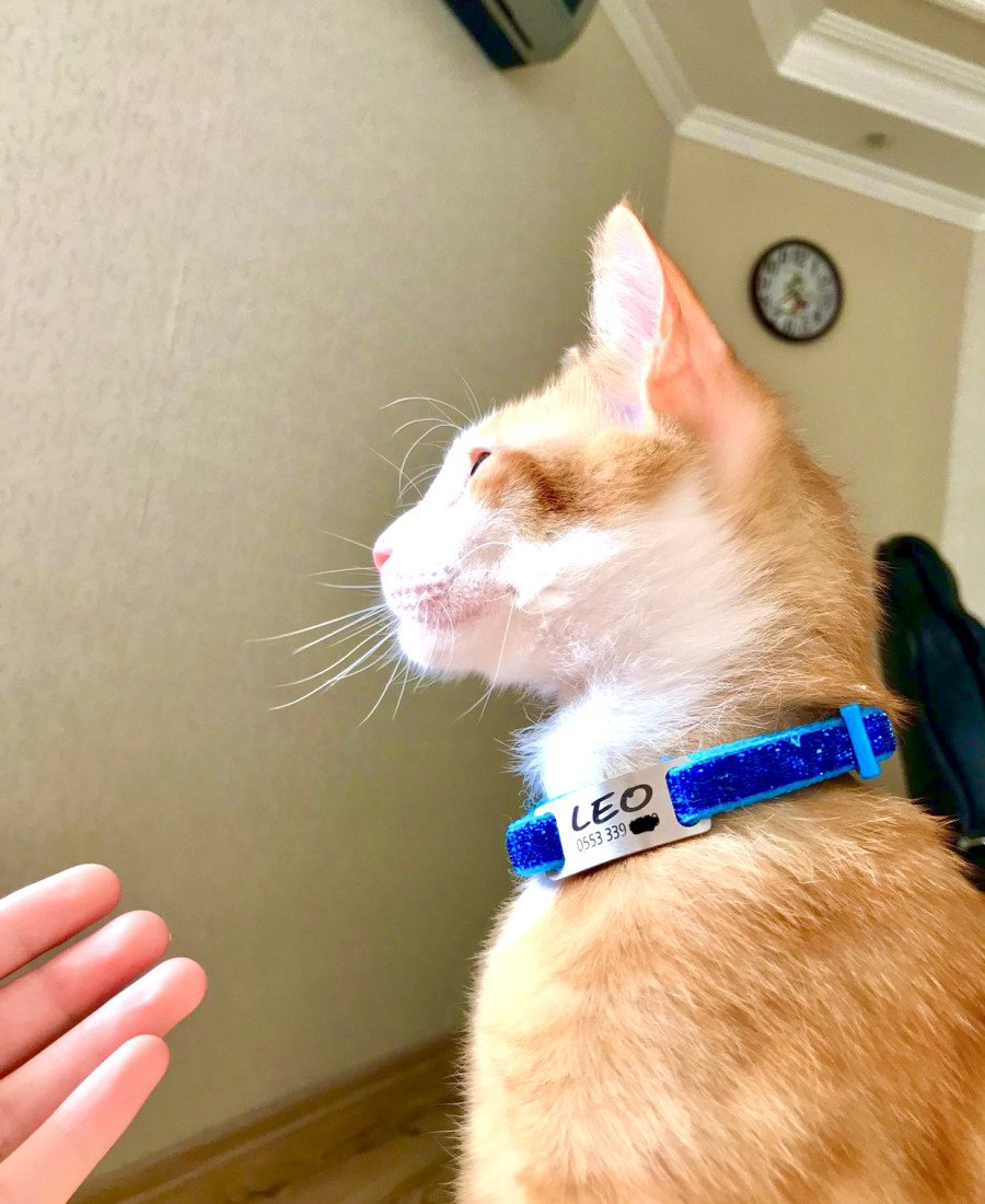 Safety Click Mavi Sim Desenli Sallanmayan Tasma Künye