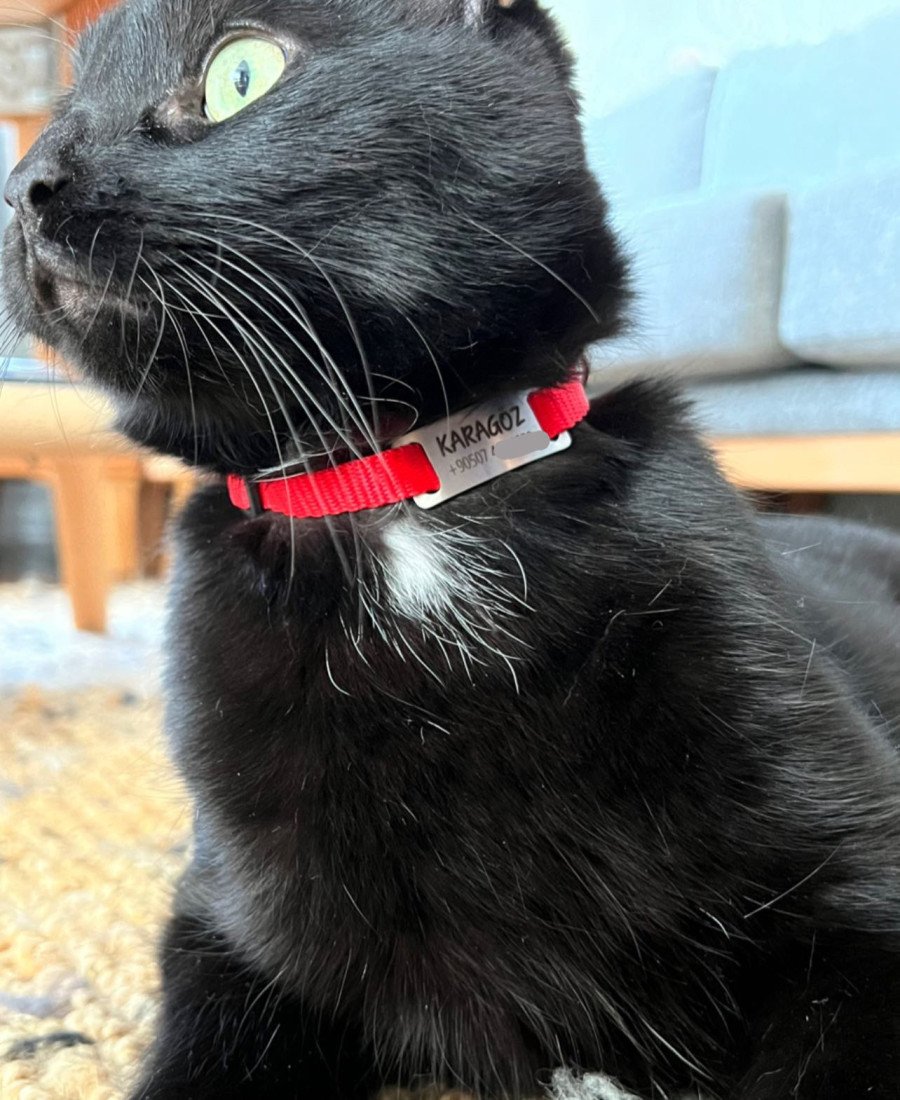 Düz Kırmızı Safety Click Tasma İsimlikli Güvenlik Kilitli Sallanmayan Tasma 