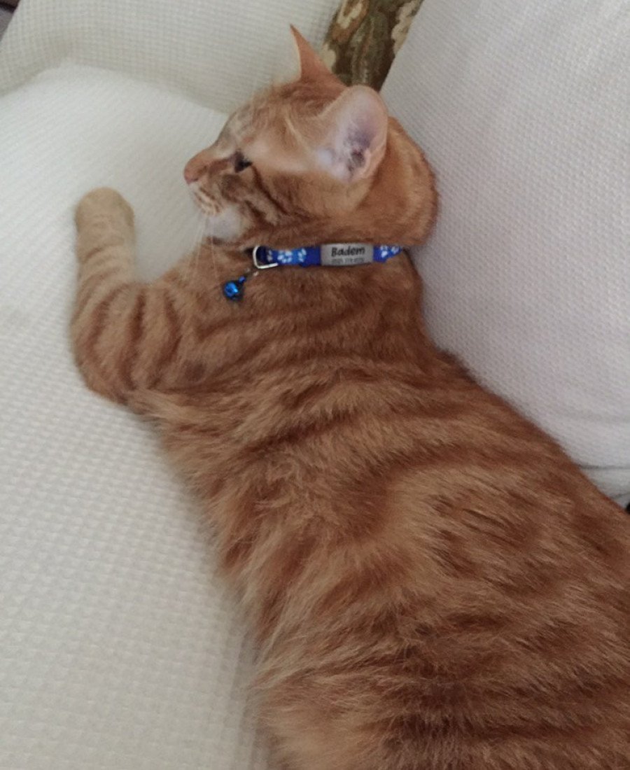 Kediler İçin Metal Künye ve Mavi Tasma Sallanmayan Tasma