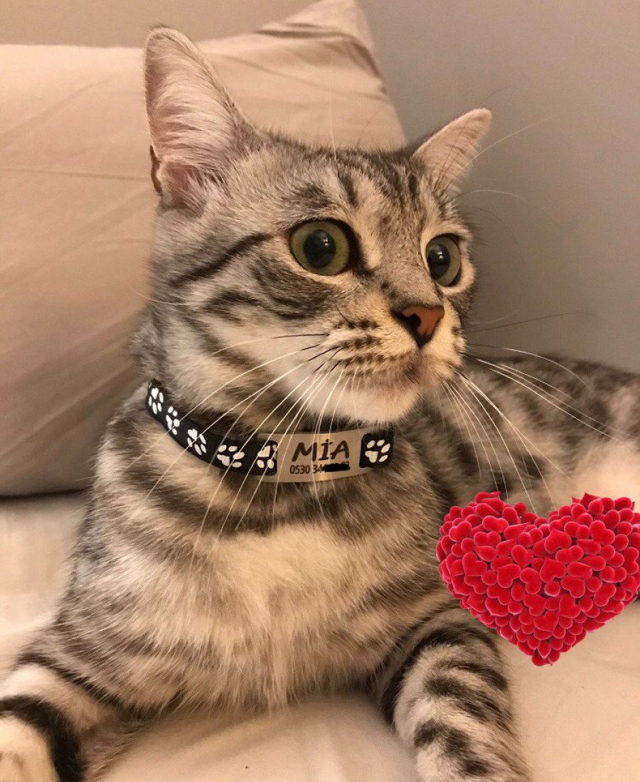 Kediler İçin Metal Künye ve Siyah Tasma Sallanmayan Tasma