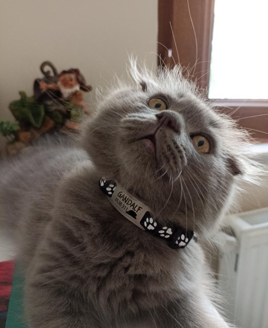 Kediler İçin Metal Künye ve Siyah Tasma Sallanmayan Tasma