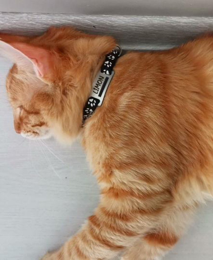 Kediler İçin Metal Künye ve Siyah Tasma Sallanmayan Tasma