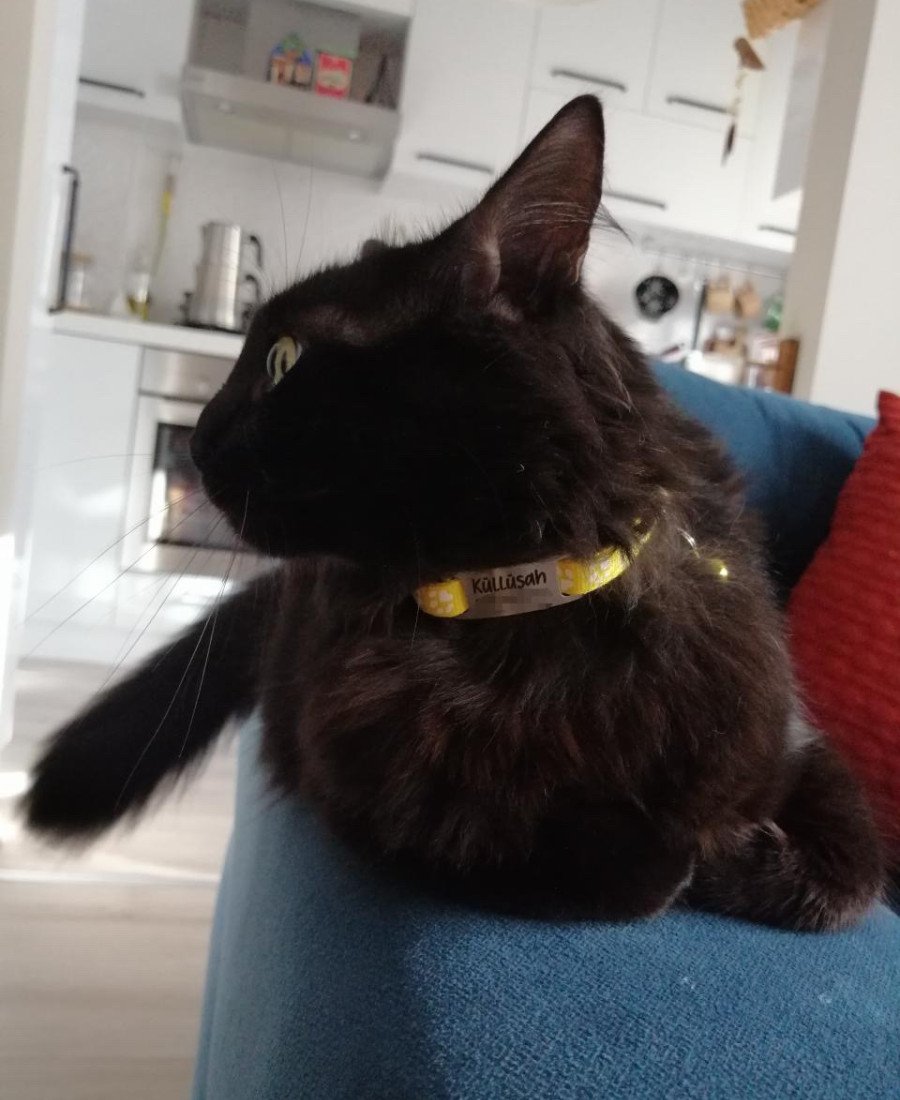 Kediler İçin Metal Künye ve Sarı Tasma Sallanmayan Tasma