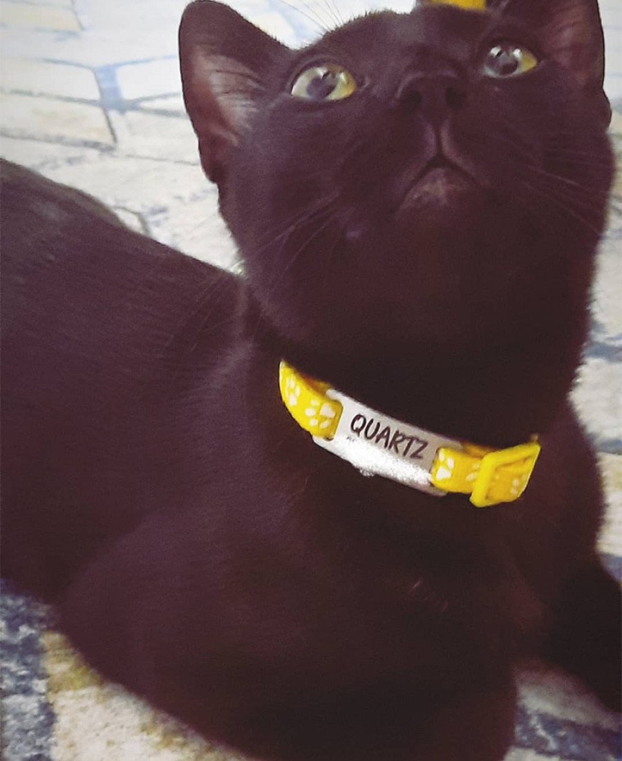 Kediler İçin Metal Künye ve Sarı Tasma Sallanmayan Tasma