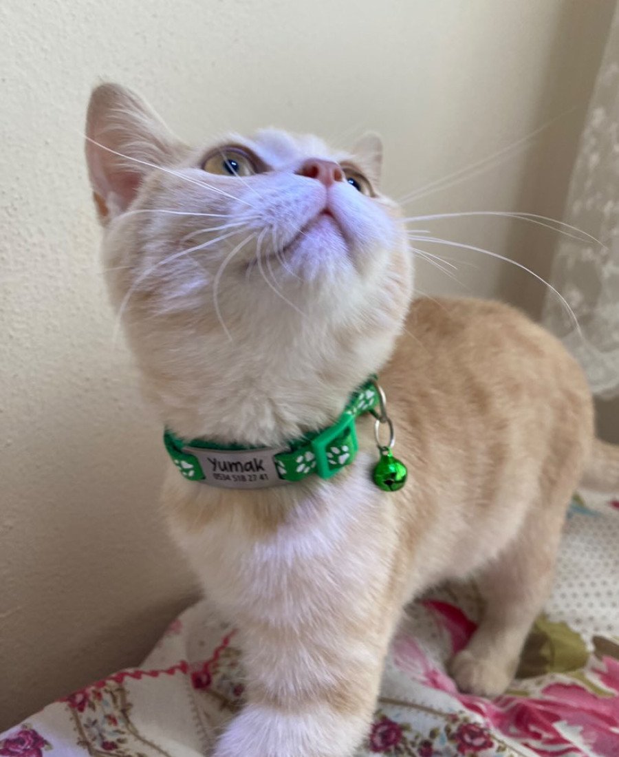 Kediler İçin Metal Künye ve Yeşil Tasma Sallanmayan Tasma