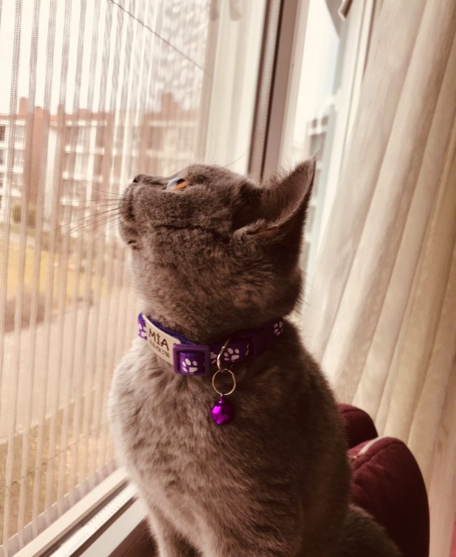 Kediler İçin Metal Künye ve Mor Tasma Sallanmayan Tasma