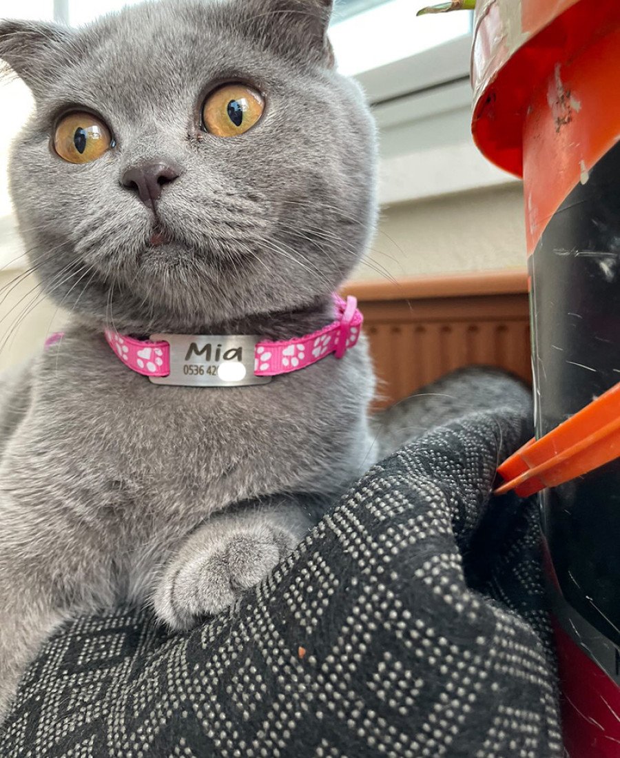 Kediler İçin Metal Künye ve Pembe Tasma Sallanmayan Tasma