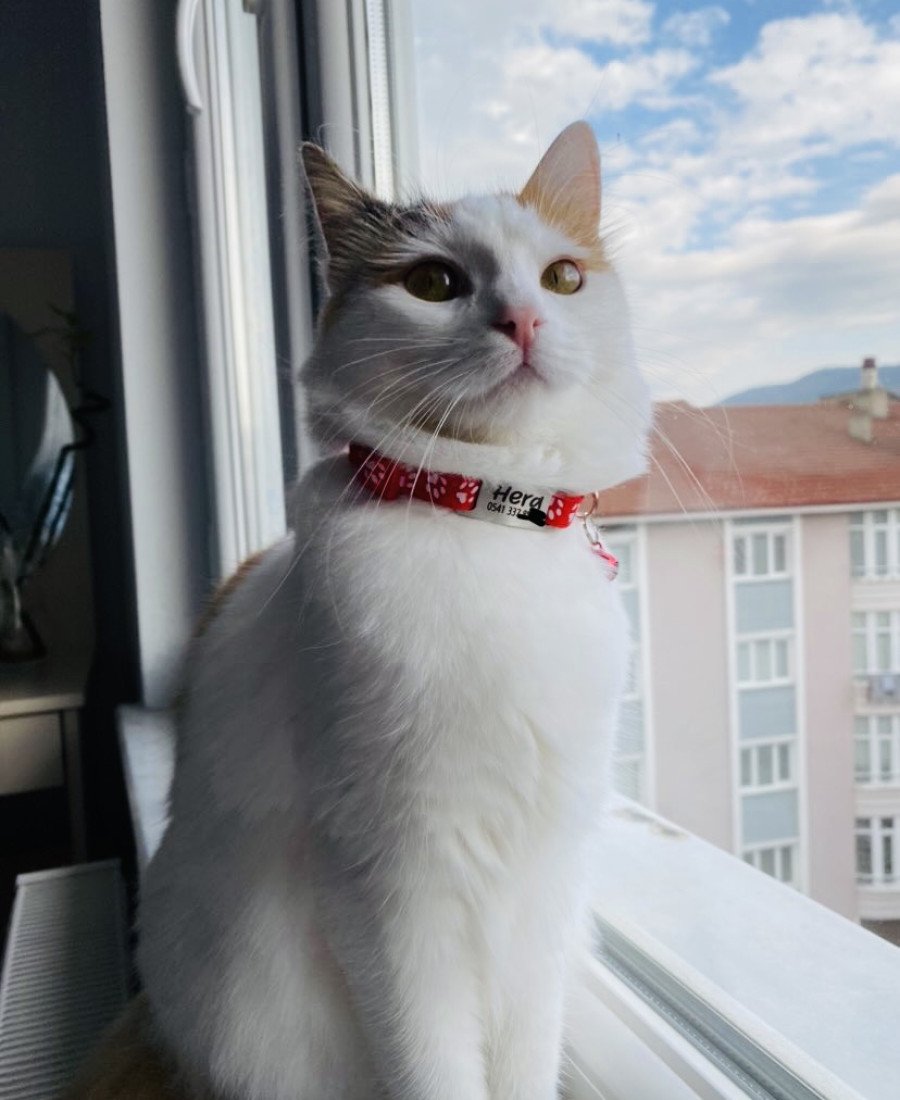 Kediler İçin Metal Künye ve Kırmızı Tasma Sallanmayan Tasma