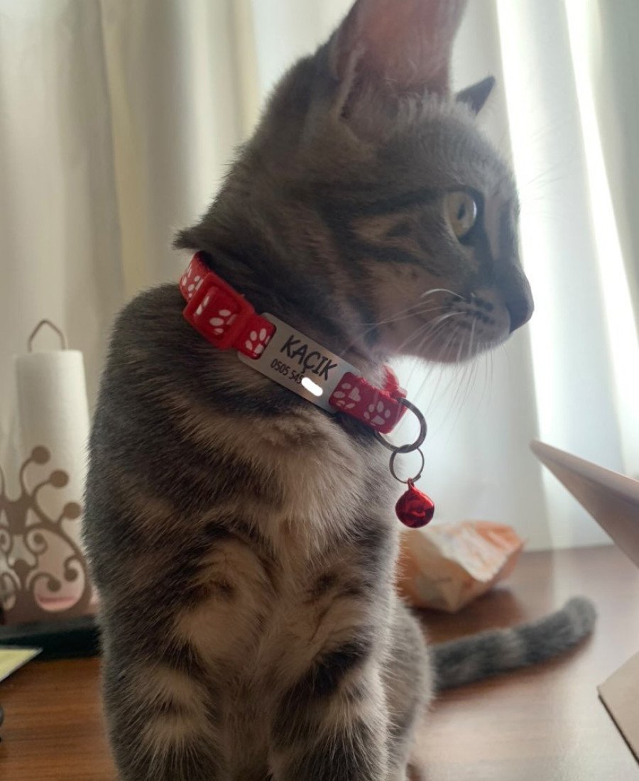 Kediler İçin Metal Künye ve Kırmızı Tasma Sallanmayan Tasma