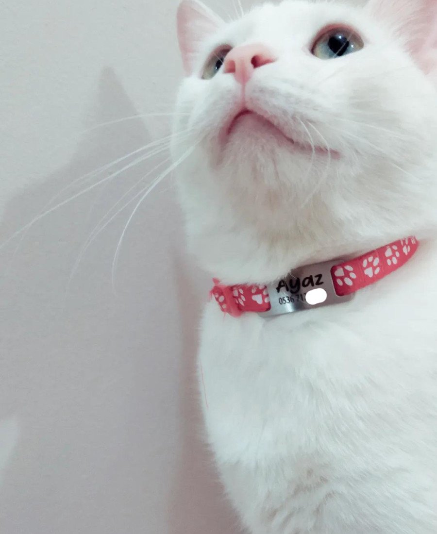 Kediler İçin Metal Künye ve Kırmızı Tasma Sallanmayan Tasma