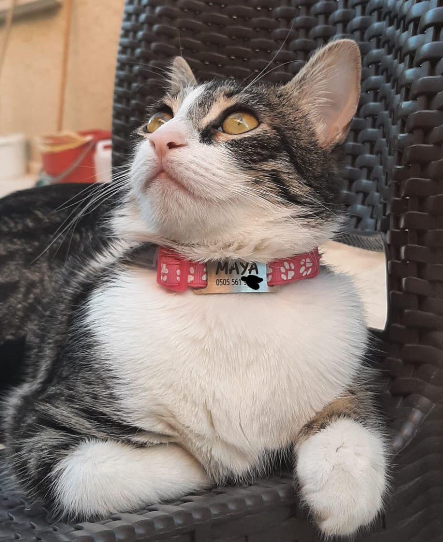 Kediler İçin Metal Künye ve Kırmızı Tasma Sallanmayan Tasma