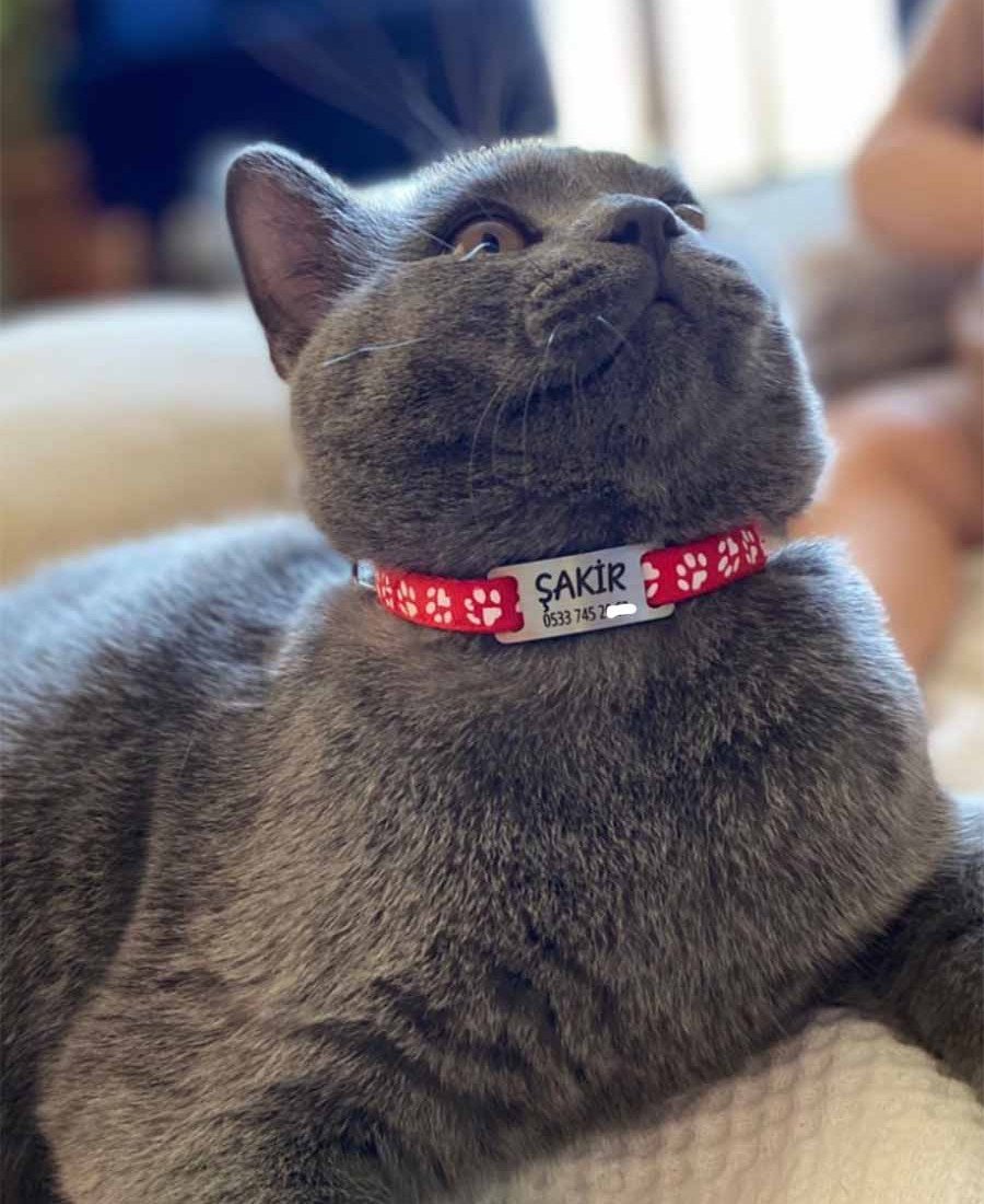 Kediler İçin Metal Künye ve Kırmızı Tasma Sallanmayan Tasma