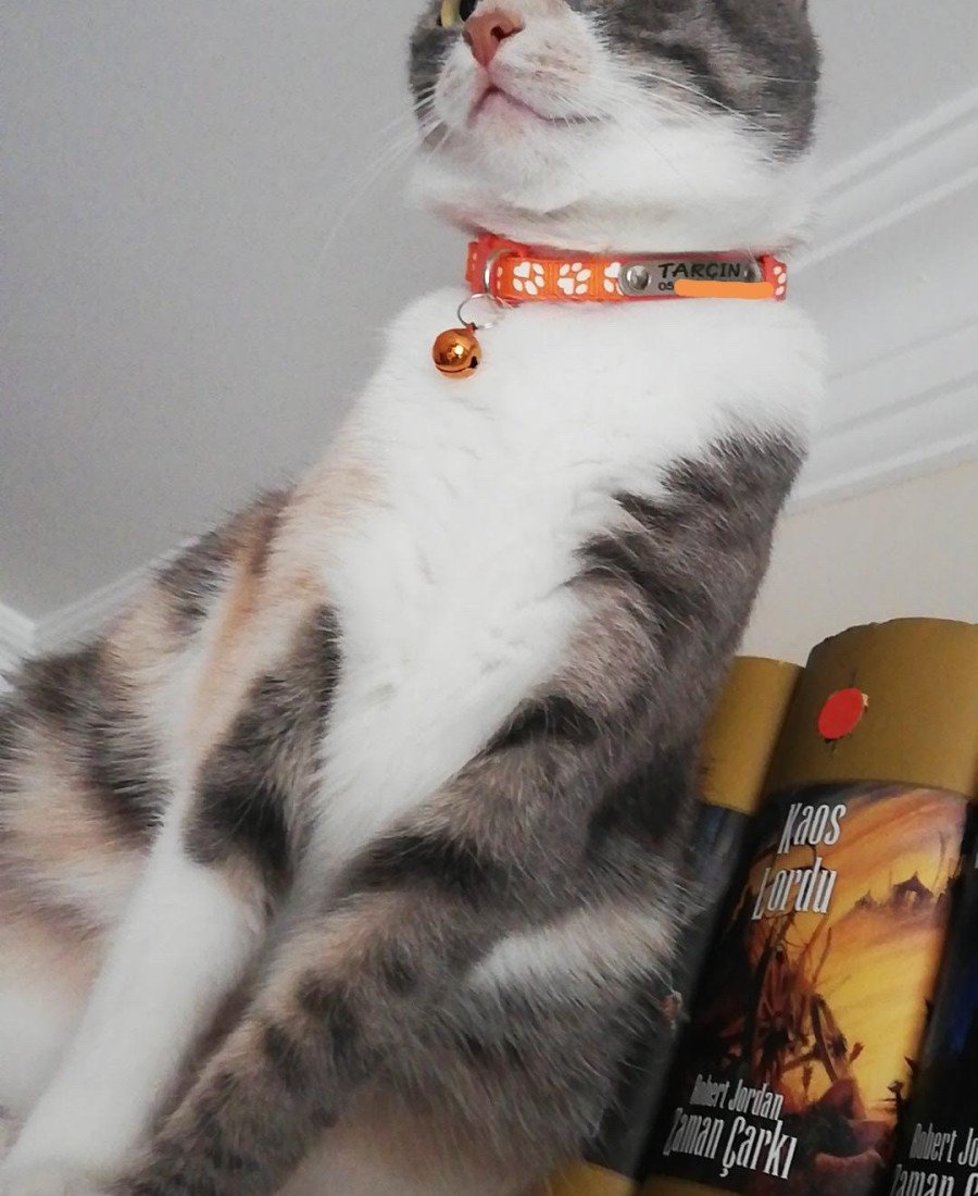 Kediler İçin Sabit Metal İsimlikli Tasma