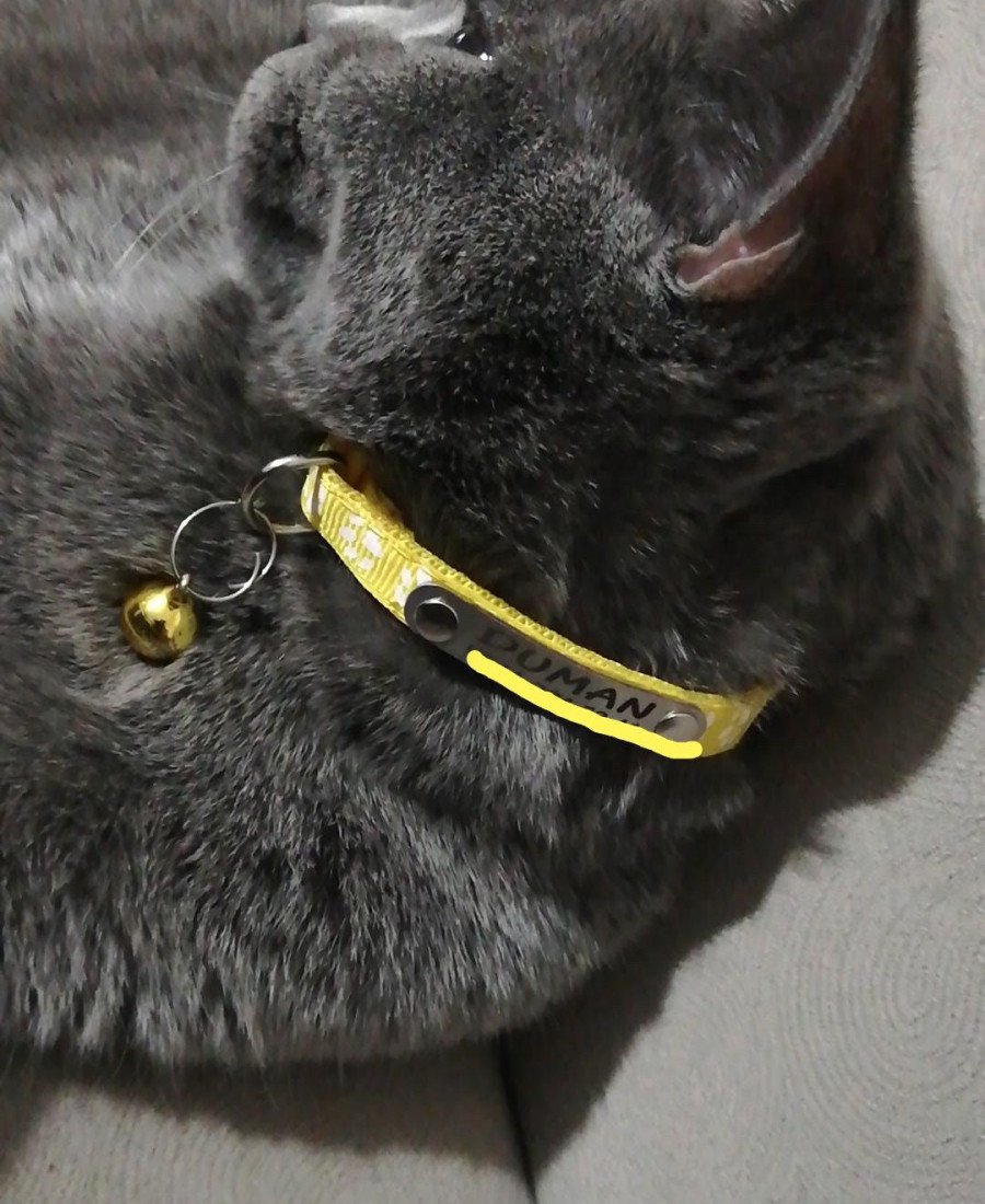 Kediler İçin Sabit Metal İsimlikli Tasma