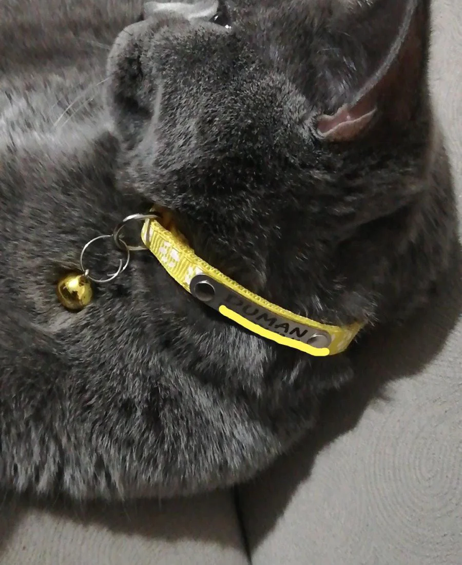 Kediler İçin Sabit Metal İsimlikli Tasma