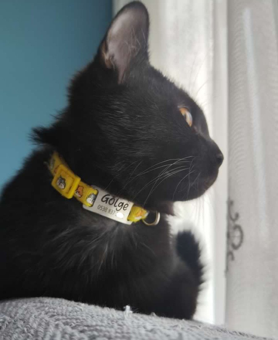 Sarı Kedi Kafası Desenli Metal Künye ve Tasma Sallanmayan Tasma