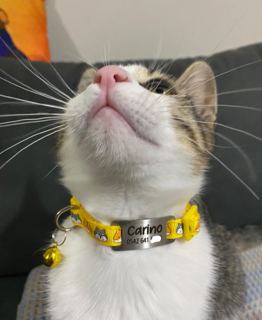 Kedi Kafası Desenli Metal Künye ve Tasma Sallanmayan Tasma