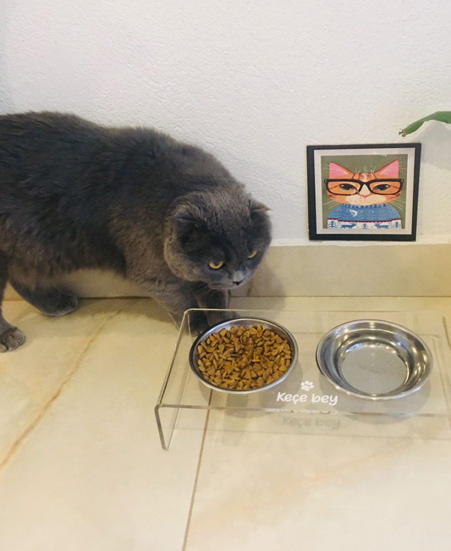 Çelik Kaseli Şeffaf Pleksi Mama Standı