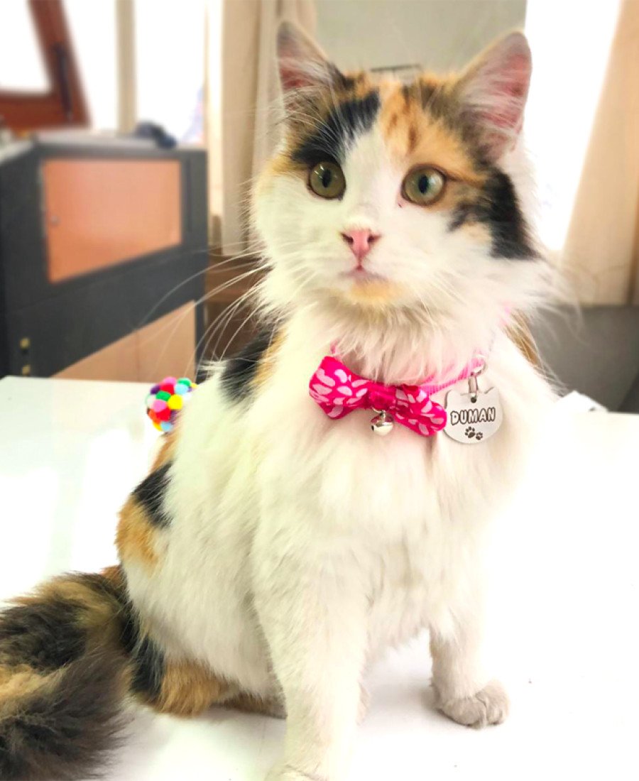 3'lü Set Papyonlu Kedi Boyun Tasması 3'lü Set Papyonlu Kedi Boyun Tasması