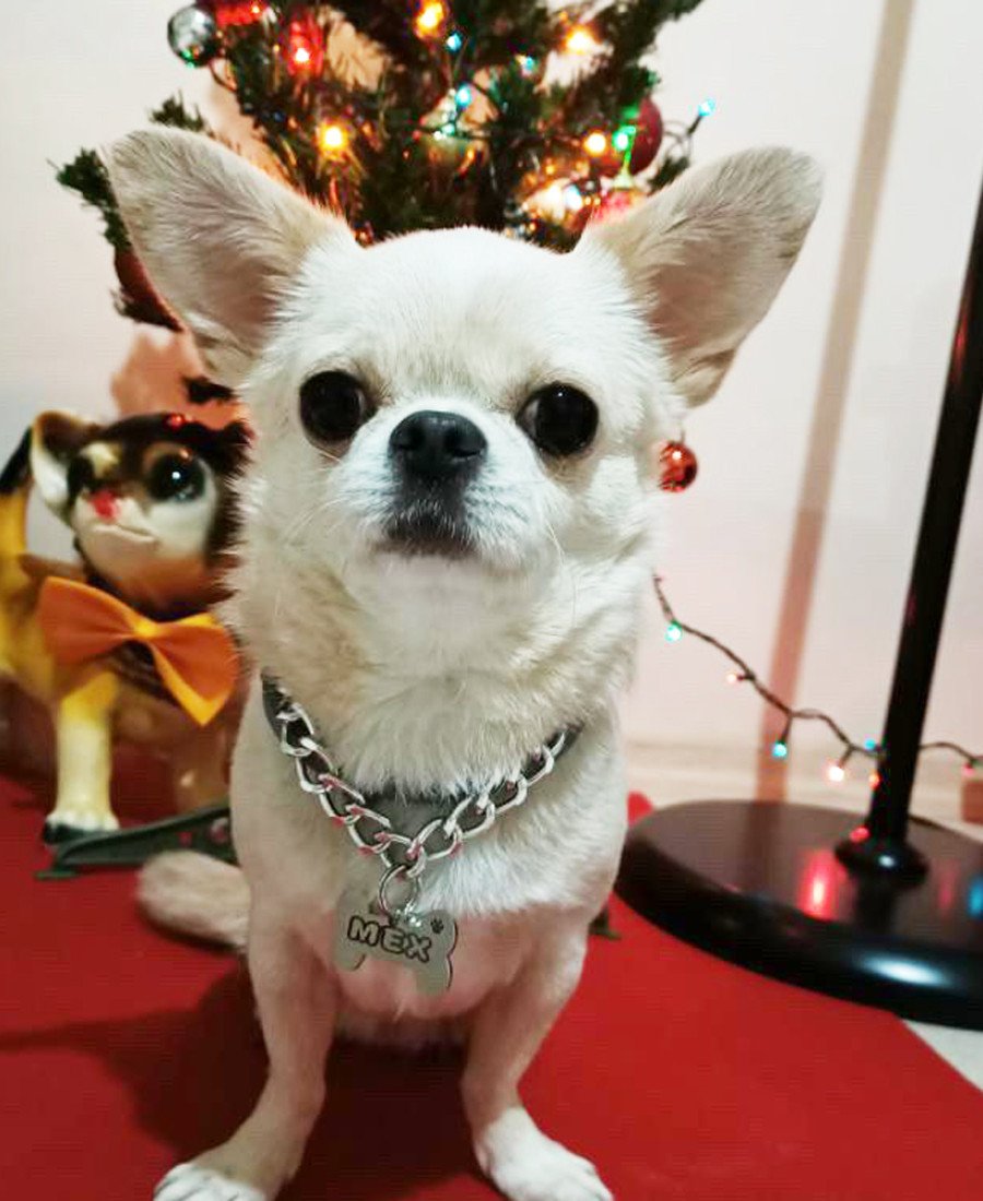 Kemik Metal Köpek Künyesi Paslanmaz Çelik